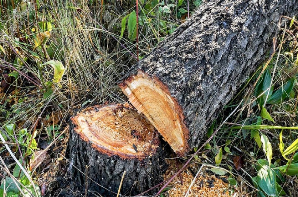 Ubajay: un hombre murió aplastado por el tronco de un árbol que estaba cortando.