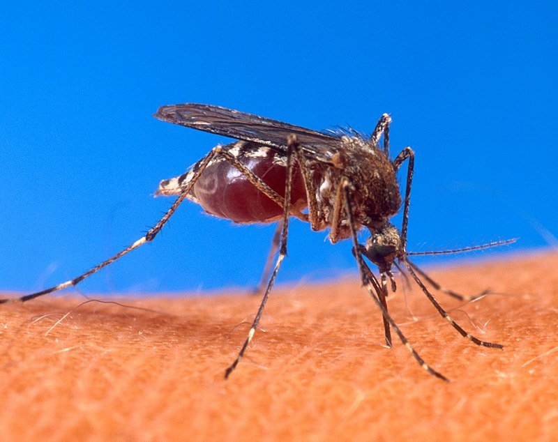 Informe epidemiolgico: descienden los casos de dengue en la provincia.