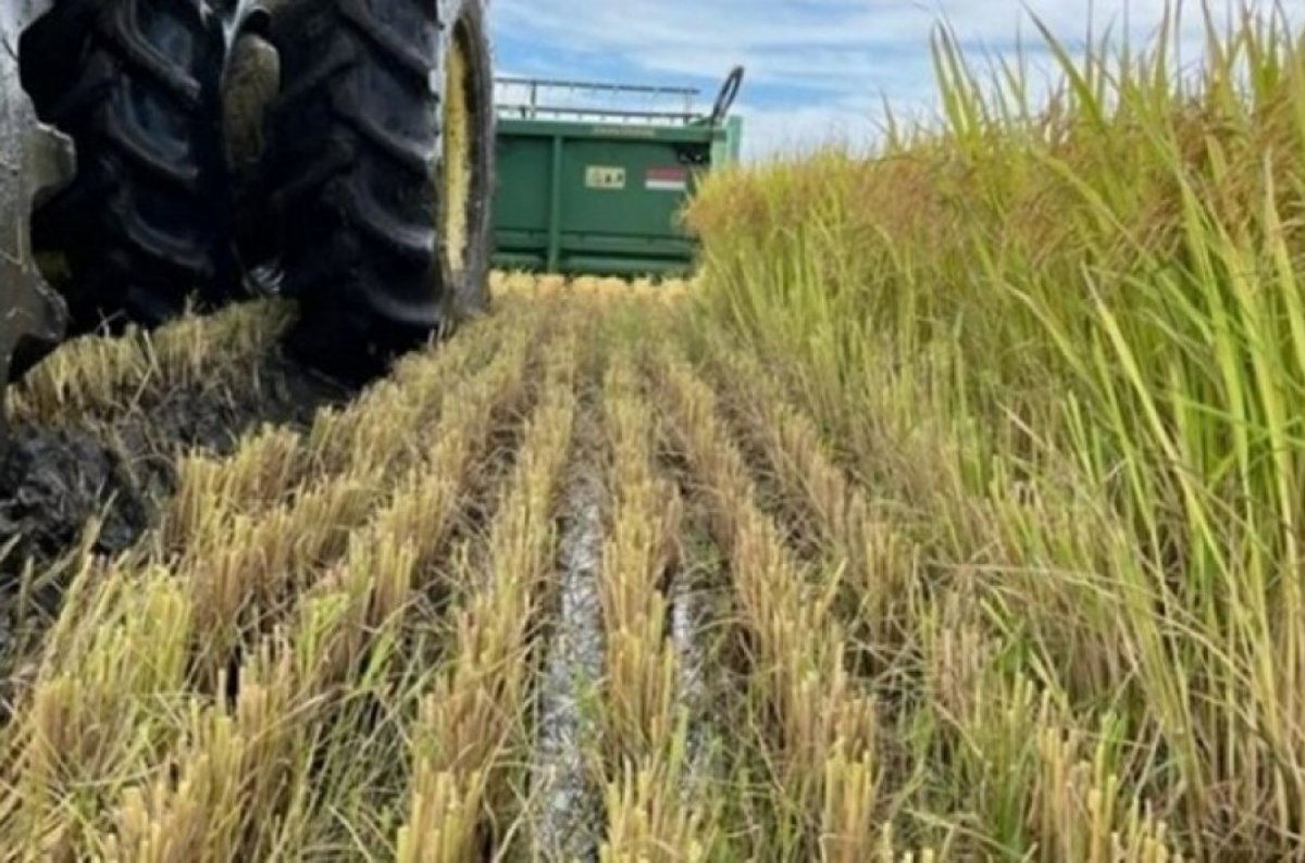 Las lluvias afectaron la cosecha de arroz y la escasez impacta en el ...