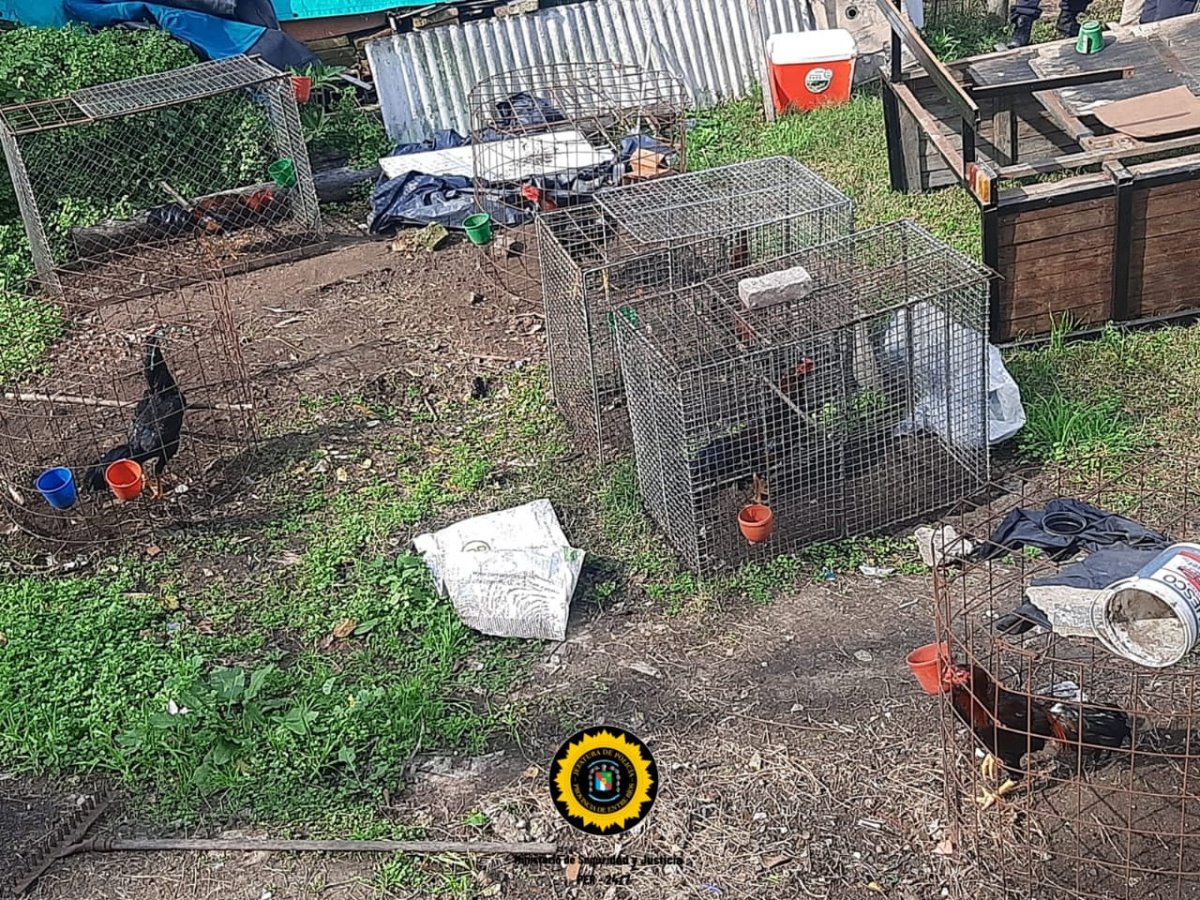 Allanamiento por apuestas ilegales y ri�a de gallos