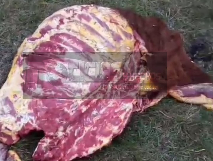 Continan las carneadas y abigeato siguen sin mvil.