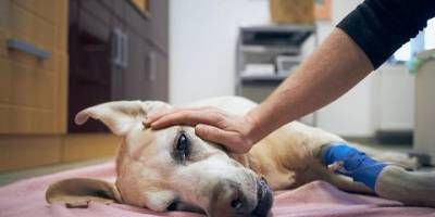 Denuncian cruel matanza de perros por envenenamiento.