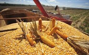 El campo liquid en el primer semestre la mayor cantidad de divisas en ms de 20 aos 