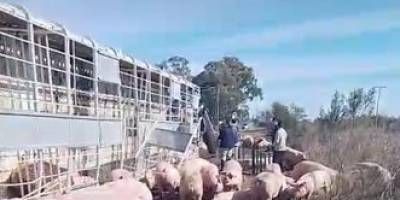 Un camin  volc con 160 cerdo en la Clarita.