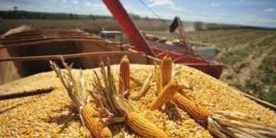 El campo liquid en el primer semestre la mayor cantidad de divisas en ms de 20 aos 