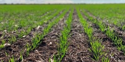 El rea sembrada con trigo alcanzara las 600.000 hectreas en Entre Ros