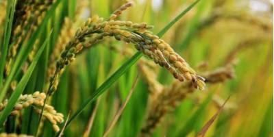 La perspectiva de siembra de arroz para el ciclo 2025/26 es desalentadora.