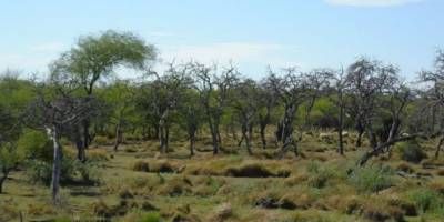 El STJ orden la regeneracin natural de un bosque nativo en Villaguay 