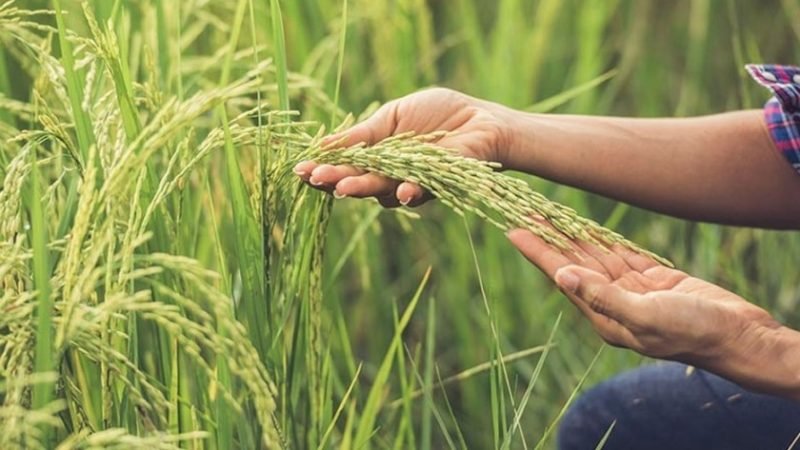 La superficie sembrada con arroz se acercar a las 60.000 hectreas