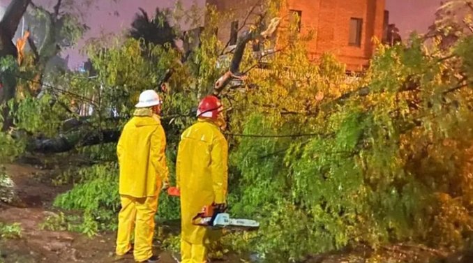 Fuertes vientos provocaron cada de rboles y postes en Concordia: 14 familias fueron asistidas