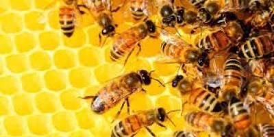 Alerta apcola en Entre Ros: monitorean una plaga que pone en riesgo la produccin de miel
