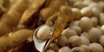 Se dispar el precio de la soja en el mercado internacional: alcanz el valor ms alto en un ao 