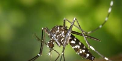 Se confirm el primer caso de chikungunya en Concordia.