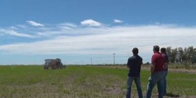 En la provincia se acaba la plantacin de arroz sobre 59.000 hectreas