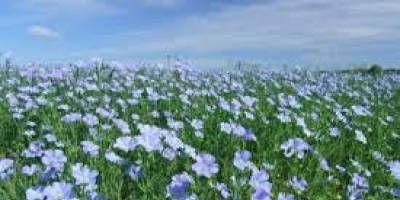 Creci un 21% el rea sembrada con lino.