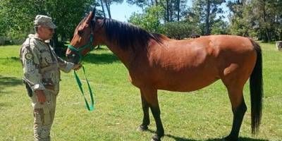 Recuperaron un equino robado en Villaguay.