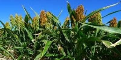 Estiman que caer�a en unas 66.000 hect�reas el �rea destinada a la siembra de sorgo en Entre R�os.