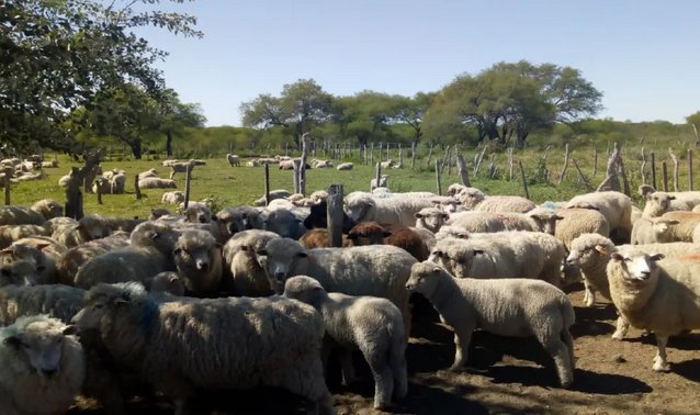  Productores ovinos de Entre R�os exportaron 17 toneladas de carne a Medio Oriente.