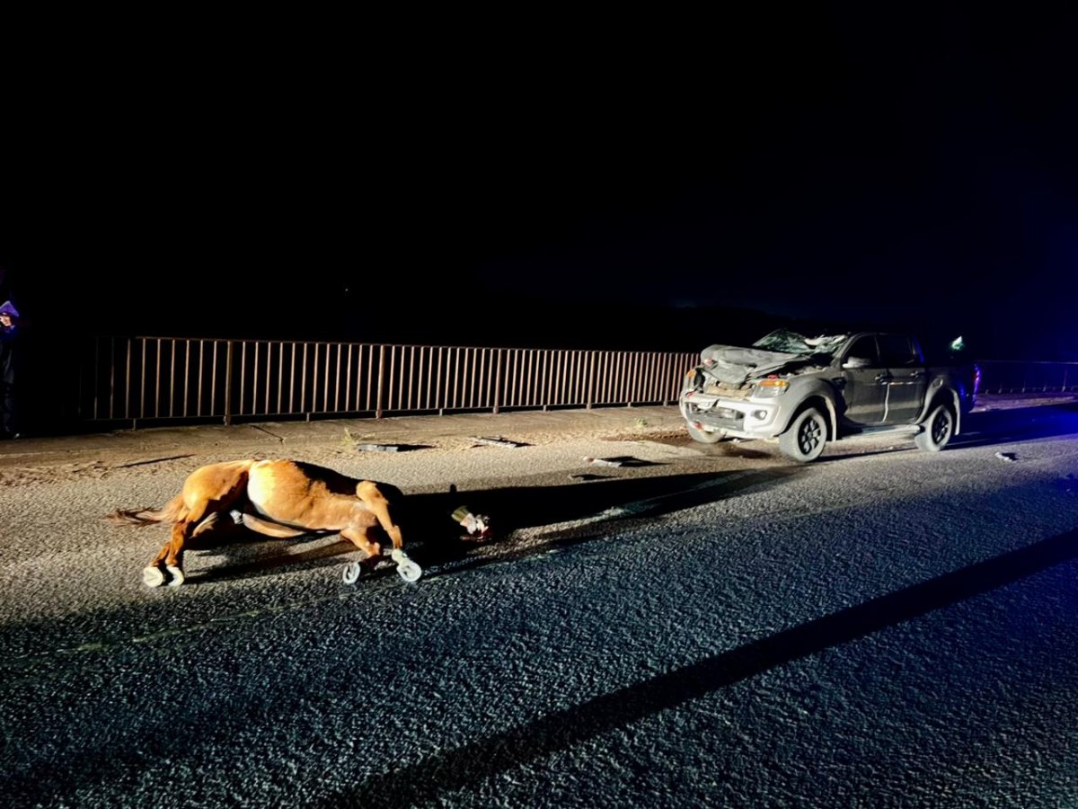 Una camioneta choc� con un equino.