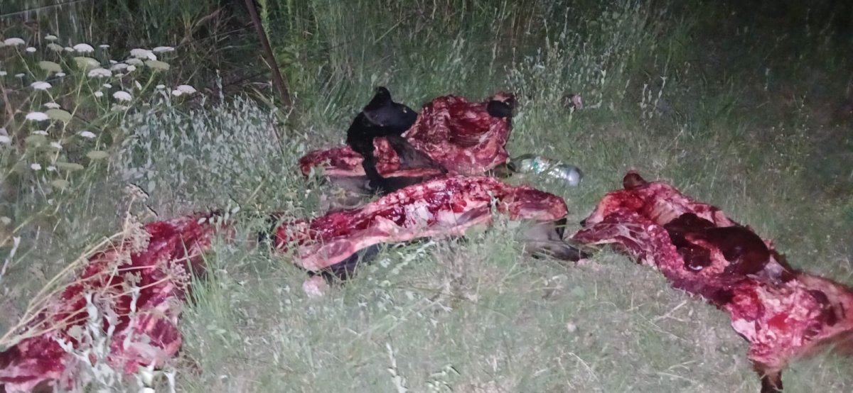 Detuvieron a un cuatrero en flagrancia.