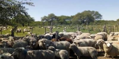  Productores ovinos de Entre R�os exportaron 17 toneladas de carne a Medio Oriente.