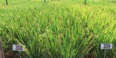 El arroz entrerriano de esta campa�a est� listo a cumplir lo prometido