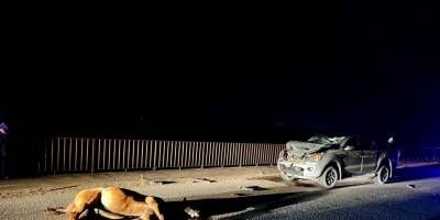 Una camioneta choc� con un equino.