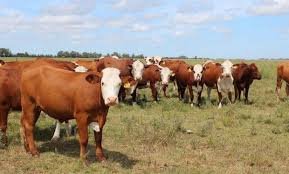 El kilo de ganado en pie lleg� a los $5.000 y crece la inquietud por el precio de la carne