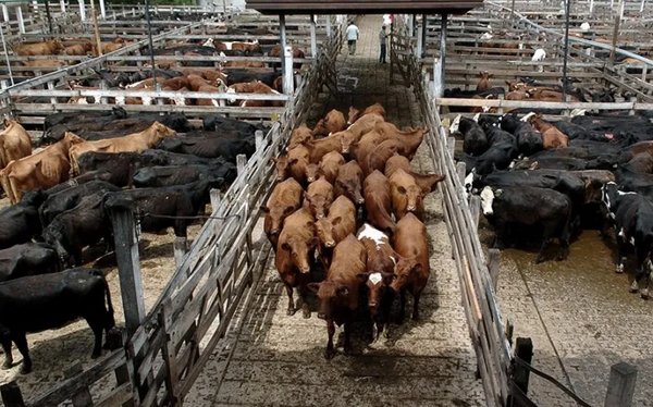 Fuerte ca�da de la faena vacuna en enero y arranque negativo para 2026 