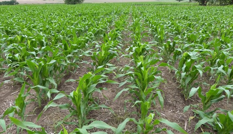 Evalúan que la producción de maíz de primera crecería un 82% en Entre Ríos.