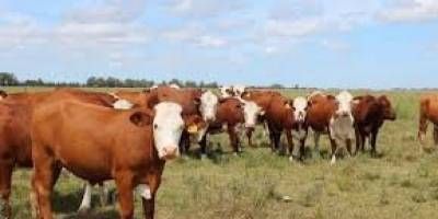 El kilo de ganado en pie lleg� a los $5.000 y crece la inquietud por el precio de la carne