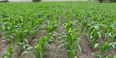 Evalúan que la producción de maíz de primera crecería un 82% en Entre Ríos.
