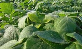 Los resultados de la soja serían de regular a bueno.