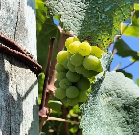 Primera jornada de la Ruta Turística “Arroz, Vino y Yatay”.