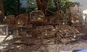 Secuestraron más de 27 especies diferentes, algunas con peligro de extinción.