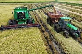 Dificultades con la transitabilidad de los caminos rurales para la cosecha de arroz.