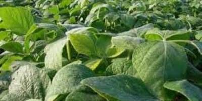 Los resultados de la soja serían de regular a bueno.