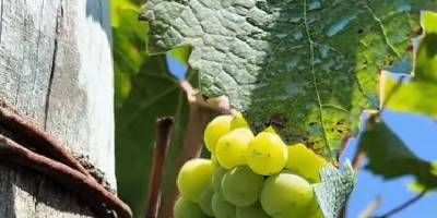 Primera jornada de la Ruta Turística “Arroz, Vino y Yatay”.