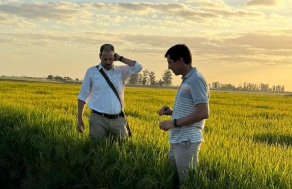 Crisis en el sector arrocero, aumento en el combustible, en los fertilizantes, agravado por la caída en las exportaciones.