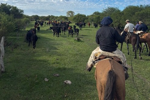 Recuperaron 40 animales robados en Lucas Norte.