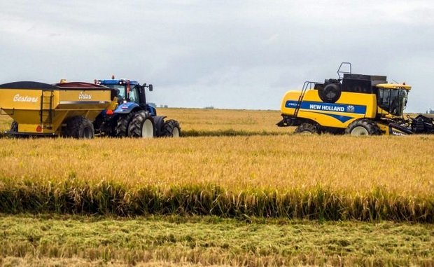 La producción de arroz caería un 19% en la provincia.