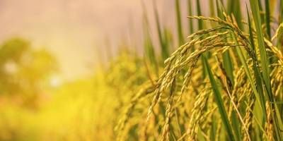 Coninagro destacó al arroz como una de las economías regionales en crisis.