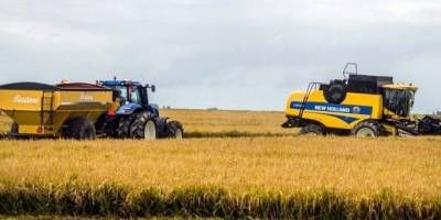 La producción de arroz caería un 19% en la provincia.