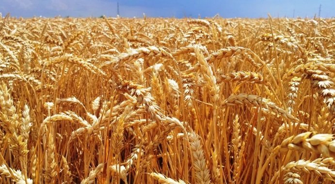 El precio del trigo se dispara 30% por la crisis en Medio Oriente y está en máximos desde junio de 2024.