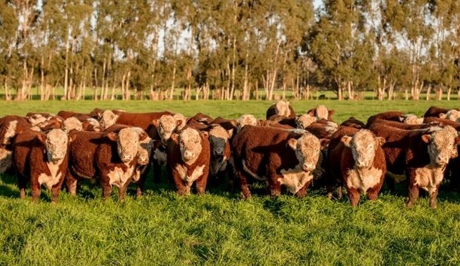 Denunciaron la desaparición de más de 500 animales y apuntan a un veterinario de Colón.