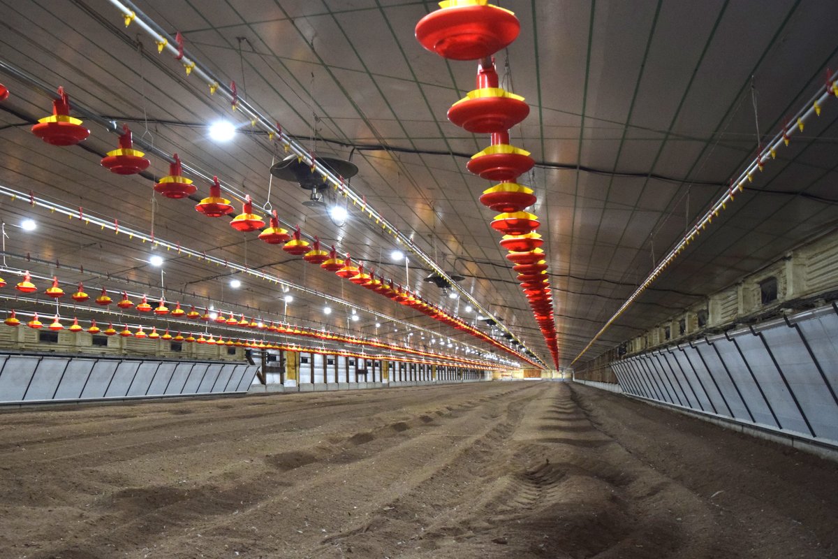Inversión avícola en Villaguay suma desarrollo en bioseguridad con tecnología de punta.