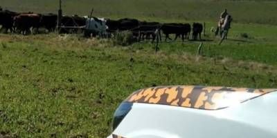 Productores ganaderos manifestaron su hartazgo por el abigeato y piden mayor celeridad a la Justicia.
