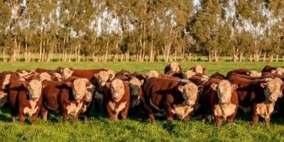 Denunciaron la desaparición de más de 500 animales y apuntan a un veterinario de Colón.