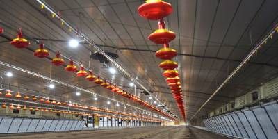 Inversión avícola en Villaguay suma desarrollo en bioseguridad con tecnología de punta.