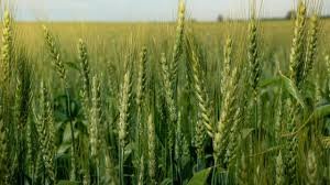 El aumento de costos y los bajos precios proyectan una caída del 18% en la siembra de trigo en la provincia.
